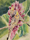 aquarelle_muriel_perroquets
