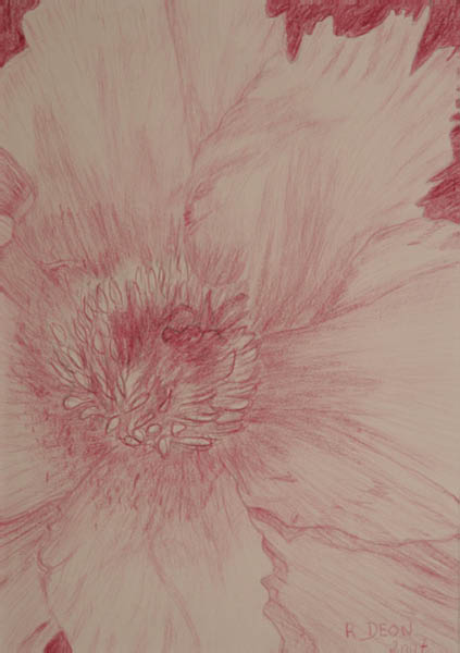Etude 'Camaeu aux crayons de couleur' - L'ibiscus