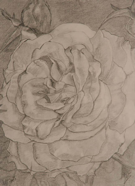 Etude au crayon gris - Rose