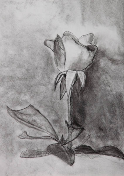 fusain_aude_rose