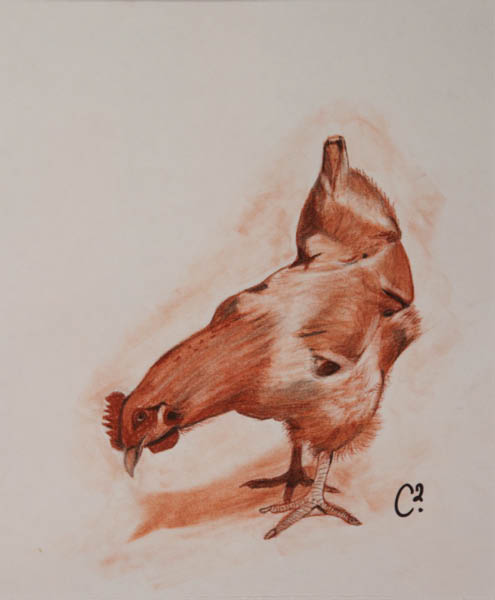 sanguine_m_cecile_poule