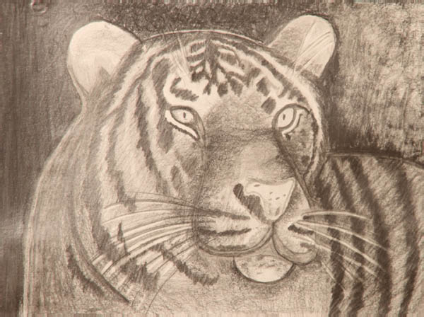 Crayon de papier - Tigre - 2009