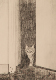 crayon_papier_chaton_camille