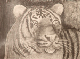 crayon_papier_tigre_stella
