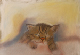 enfant_pastel_chat