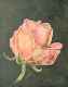 huile_annie_rose_bebe
