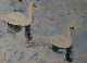 huile_couple_cygnes_annick