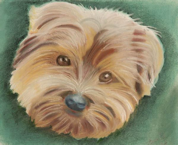 Etude Pastel sec - Petit chien