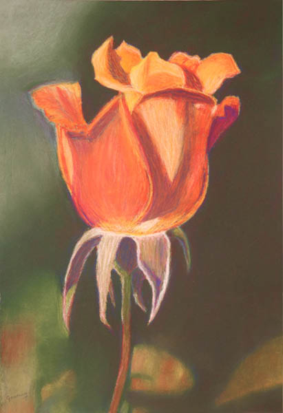 pastel_sec_germaine_rose