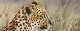 pastel_huile_yves_guepard