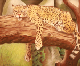 pastel_leopard_laura