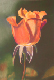 pastel_sec_germaine_rose