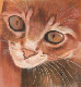 pastel_sec_sylvie_chat