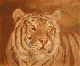 pastel_tigre_muriel